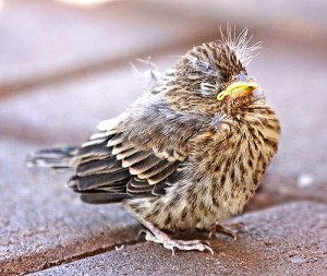 baby finch