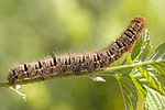 Caterpillar