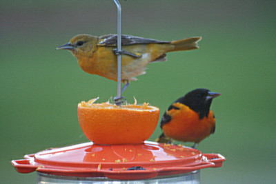 Baltimore or Northern Oriole pair