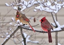 Cardinals in snow