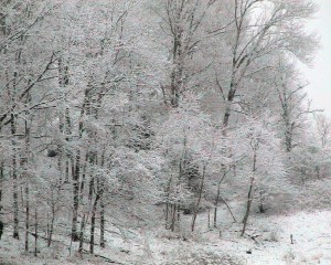 frosted-tree-line_w725_h580