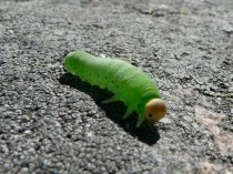 green-caterpillar-insect_w725_h544