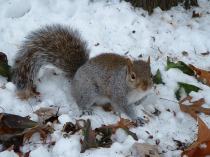 Grey_squirrel_in_snow