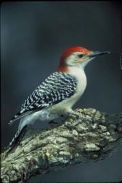 red-bellied-woodpecker-bird-melanerpes-carolinus_w483_h725