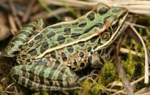 leopard frog