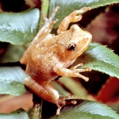 spring peepr