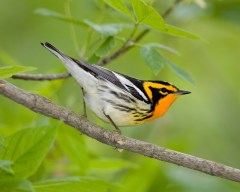 warbler