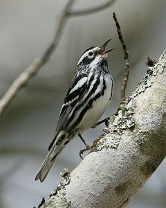 BW warbler
