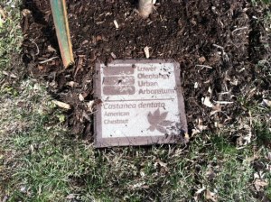 LOUA first tree marker