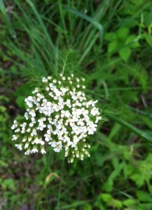 yarrow