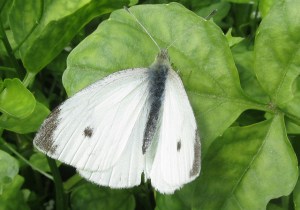 cabbage white
