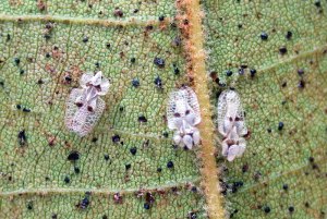 lace bugs