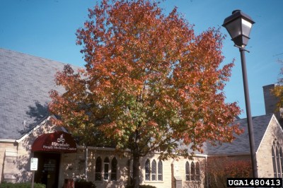 NorthernRedOak shape