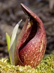 skunkCabbage
