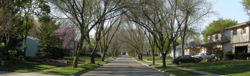 Urban-Forestry-Page-Gallery-Image-1