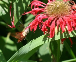 Hemaris thysbe profile