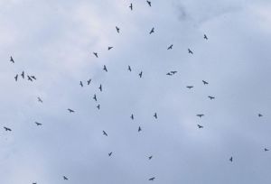 buzzards-migrating-ohio