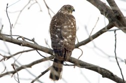 coopershawk