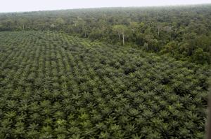 palm oil plantation