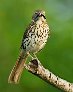 Brown thrasher