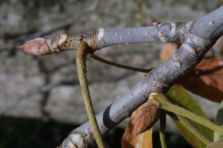 Ohio buckeye | Lower Olentangy Urban Arboretum