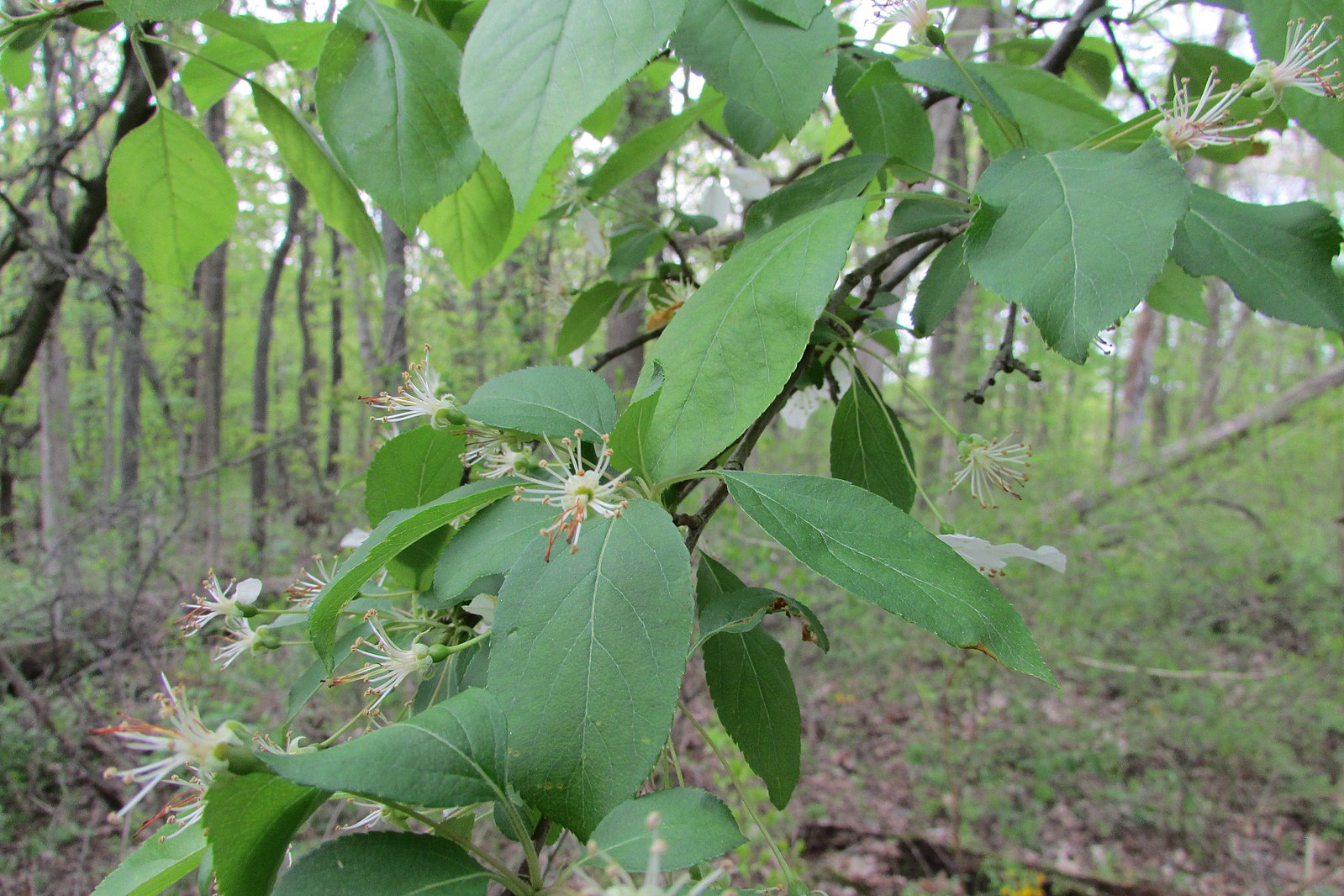 American crabapple | Lower Olentangy Urban Arboretum