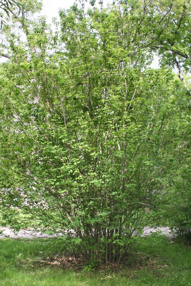 Blading Tree Bladdernut | Lower Olentangy Urban Arboretum