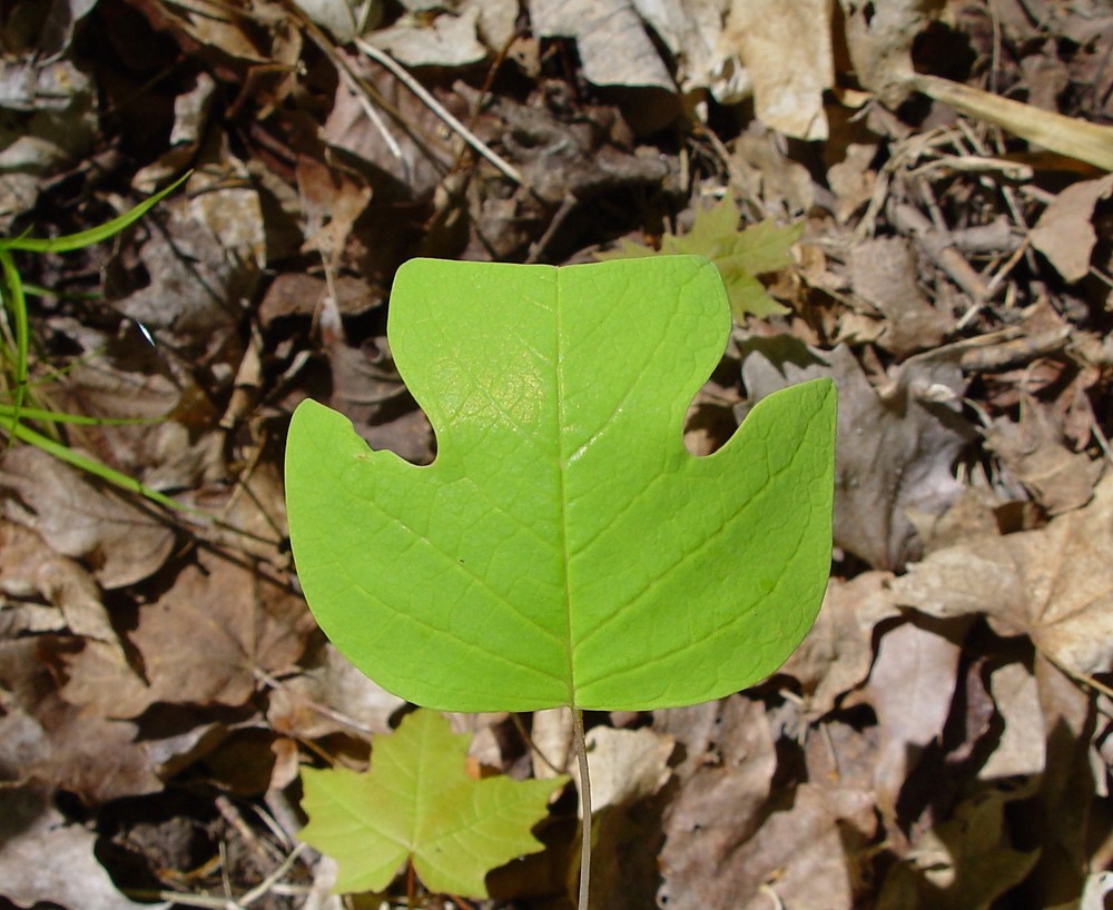 tuliptree-leaf.jpg?w=1000