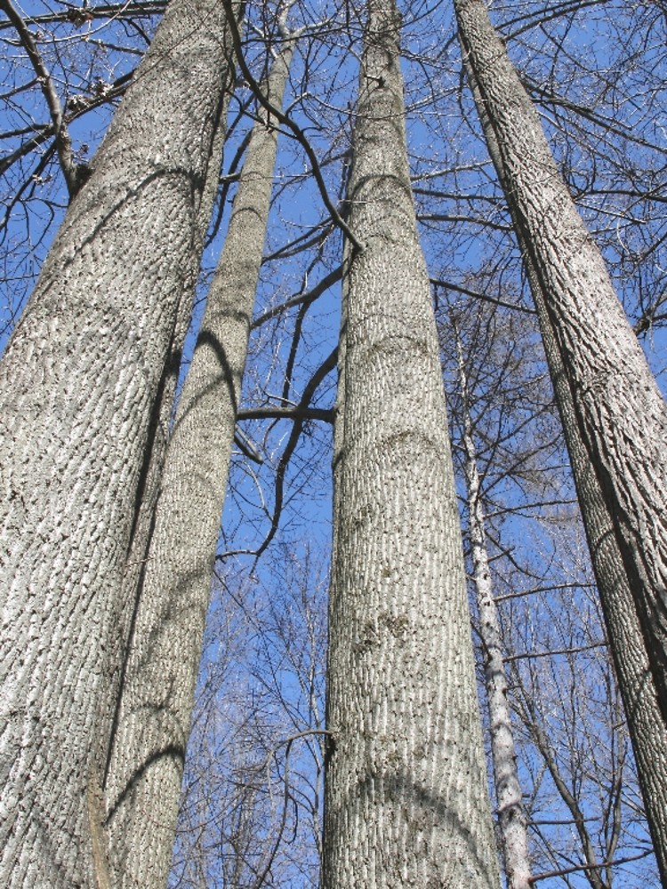 Tulip Tree | Lower Olentangy Urban Arboretum
